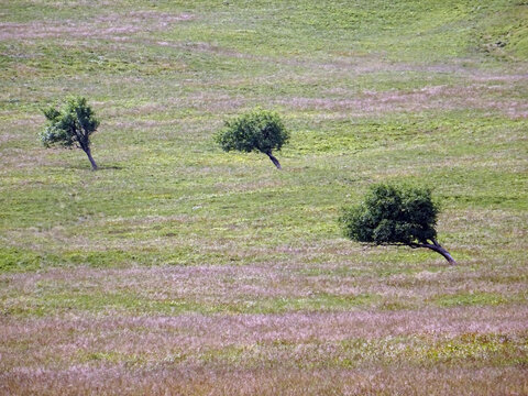 Arbres battus par les vents