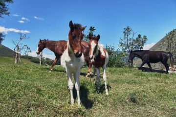 Horses and foals grazing on green pasture