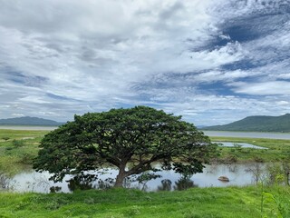 Large Chamchuri trees by the water