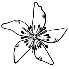 Flower single element hand drawn vector illustration isolated on white background 
