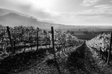 Beautiful perspectic view of a vineyard in the morning, with Assisi town (Umbria, Italy) in the background