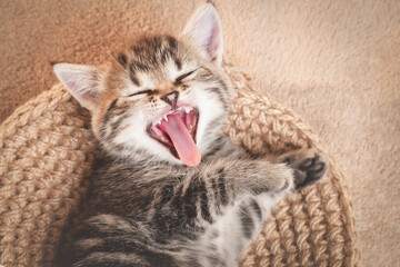 Yawning kitten with wide open mouth and eyes closed © SerPhoto