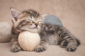 Fototapeta na wymiar Kitten sleeps resting its head on a ball of yarn