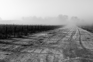 Beautiful perspectic view of a vineyard in the morning, with mist and distant trees