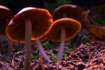 Hallucinogenic mushrooms grow in vivo.