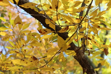 Colourful autumn leaves with blue sky, South Korea