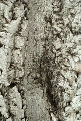 Old hazel textured bark vertical background