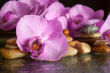 Obraz na płótnie Canvas branch of pink orchid flower with some water drops and some sea stones on a black background