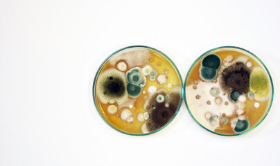 Malt Extract Agar in Petri dish using for growth media to isolate and cultivate yeasts, molds and...