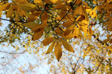 Fototapeta na wymiar Colourful autumn leaves with blue sky, South Korea