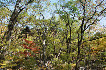 Autumn view of colourful leaves in forest, South Korea