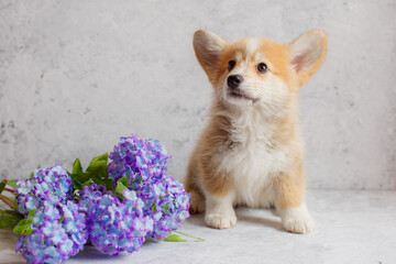 cute Welsh Corgi Pembroke puppy sitting on a grey background with flowers