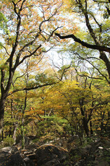 Obraz premium Autumn view of colourful leaves in forest, South Korea