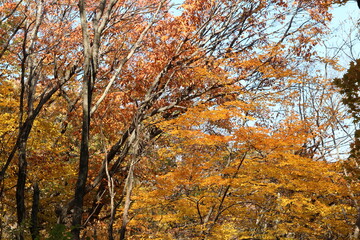 Autumn view of colourful leaves in forest, South Korea