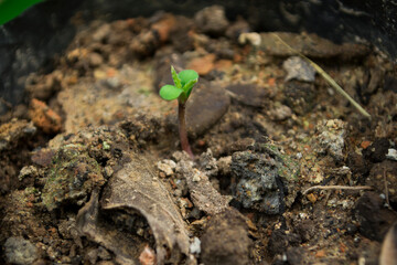 Germination of cannabis in the newborn stage.