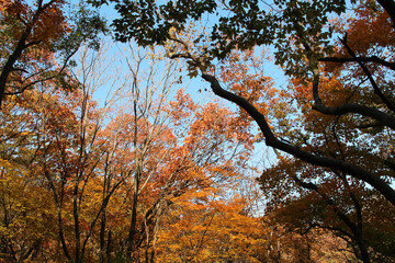 Autumn view of colourful leaves in forest, South Korea
