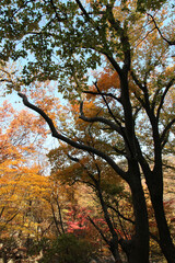 Autumn view of colourful leaves in forest, South Korea