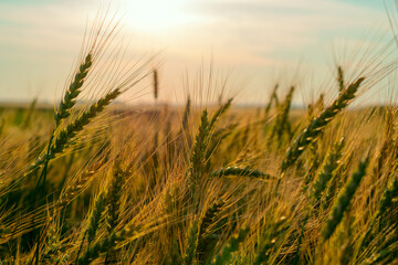 Wheat field. Ears of golden wheat close up. Rural Scenery under Shining sunset. close-up selective focus