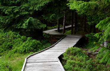wooden walkway in a nature reserve in a spruce forest in the mountains over a waterlogged peat bog,...