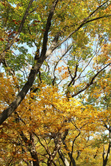 Fototapeta premium Autumn view of colourful leaves in forest, South Korea
