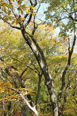 Autumn view of colourful leaves in forest, South Korea
