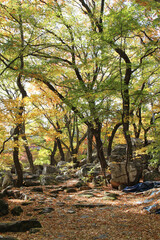 Naklejka premium Autumn view of colourful leaves in forest, South Korea