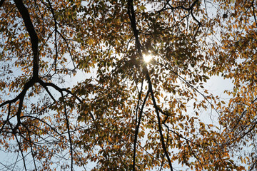 Colourful autumn leaves and artistic tree branches with blue sky, South Korea