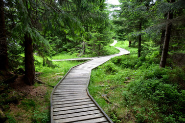 wooden walkway in a nature reserve in a spruce forest in the mountains over a waterlogged peat bog,...