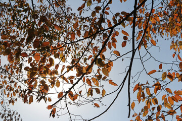 Colourful autumn leaves with blue sky, South Korea
