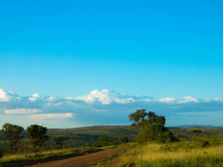 African savannah landscape in Kruger national park, south africa