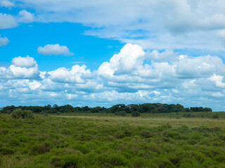 Fototapeta premium African landscape with cumulus clouds and blue sky in Kruger National Park, South Africa, Copy space 
