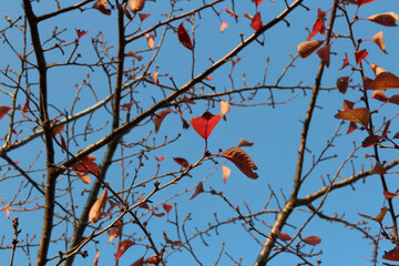 Red autumn leaves and artistic tree branches with blue sky, South Korea