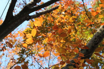 Colourful autumn leaves with blue sky, South Korea
