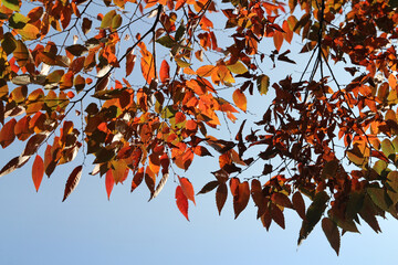 Colourful autumn leaves with blue sky, South Korea