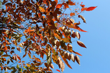 Colourful autumn leaves with blue sky, South Korea
