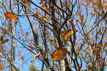 Colourful autumn leaves with blue sky, South Korea