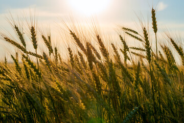 Obraz premium Wheat field. Ears of golden wheat close up. Rural Scenery under Shining sunset. close-up selective focus