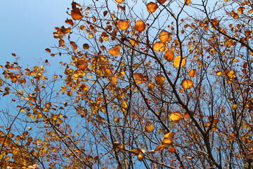 Colourful autumn leaves with blue sky, South Korea