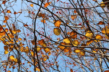 Colourful autumn leaves with blue sky, South Korea