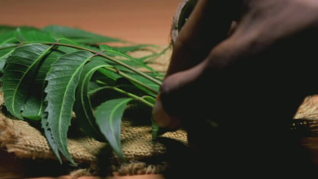 Neem fruit in wooden bowl with neem paste or juice,neem leaves,ayurvedic neem,neem branch on table, selective focus without noise,neem herbs ,herbal neem,herbal neem leaves, 
