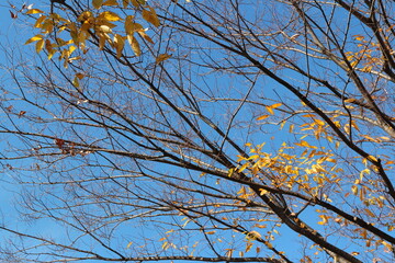 Colourful autumn leaves and artistic tree branches with blue sky, South Korea