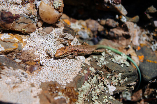 A brown lizard with a green tail sits on a warm stone in the sun