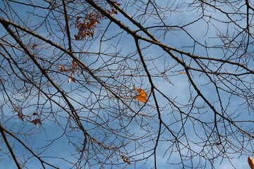 Colourful autumn leaves and artistic tree branches with blue sky, South Korea