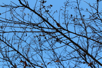 Colourful autumn leaves and artistic tree branches with blue sky, South Korea