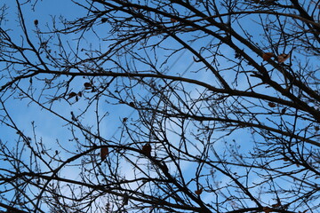 Colourful autumn leaves and artistic tree branches with blue sky, South Korea