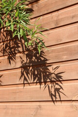 Bamboo leaves with the shadow on wooden wall