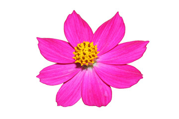 Pink cosmos flower isolated on white background.