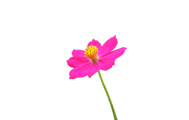 Pink cosmos flower isolated on white background.