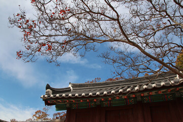 Autumn leaves, tree branches and the traditional Korea roof with blue sky, South Korea