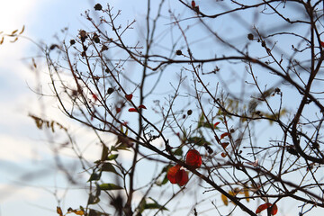 Leaves and artistic tree branches with blue sky in autumn, South Korea